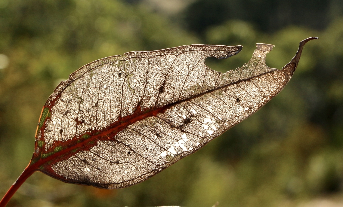 A scelletonised eucalyptus leaf.  Australia,Eamw eucalyptus,Eamw flora,Fall,Geotagged,Skeletonized leaf,leaf