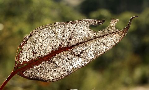 A scelletonised eucalyptus leaf.  Australia,Eamw eucalyptus,Eamw flora,Fall,Geotagged,Skeletonized leaf,leaf