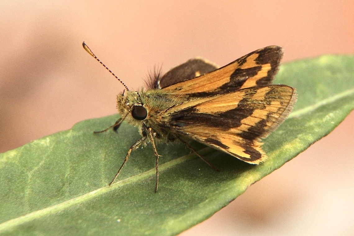 Greenish grass-dart - Ocybadistes walkeri  Australia,Eamw butterflies,Fall,Geotagged,Greenish grass-dart,Ocybadistes walkeri,eamw skippers