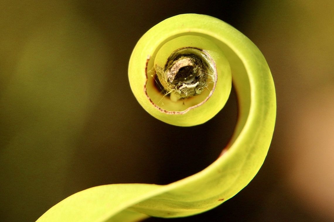 Curled up eucalyptus leaf Usually has a tiny spider living in the curled leaf Australia,Eamw Dual species,Fall,Geotagged