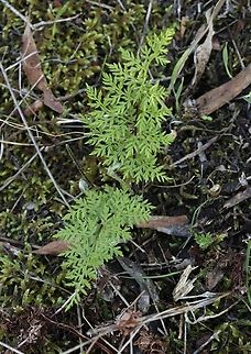 Rock Fern - Cheilanthes austrotenuifolia  Australia,Cheilanthes austrotenuifolia,Eamw flora,Fall,Geotagged,Rock Fern