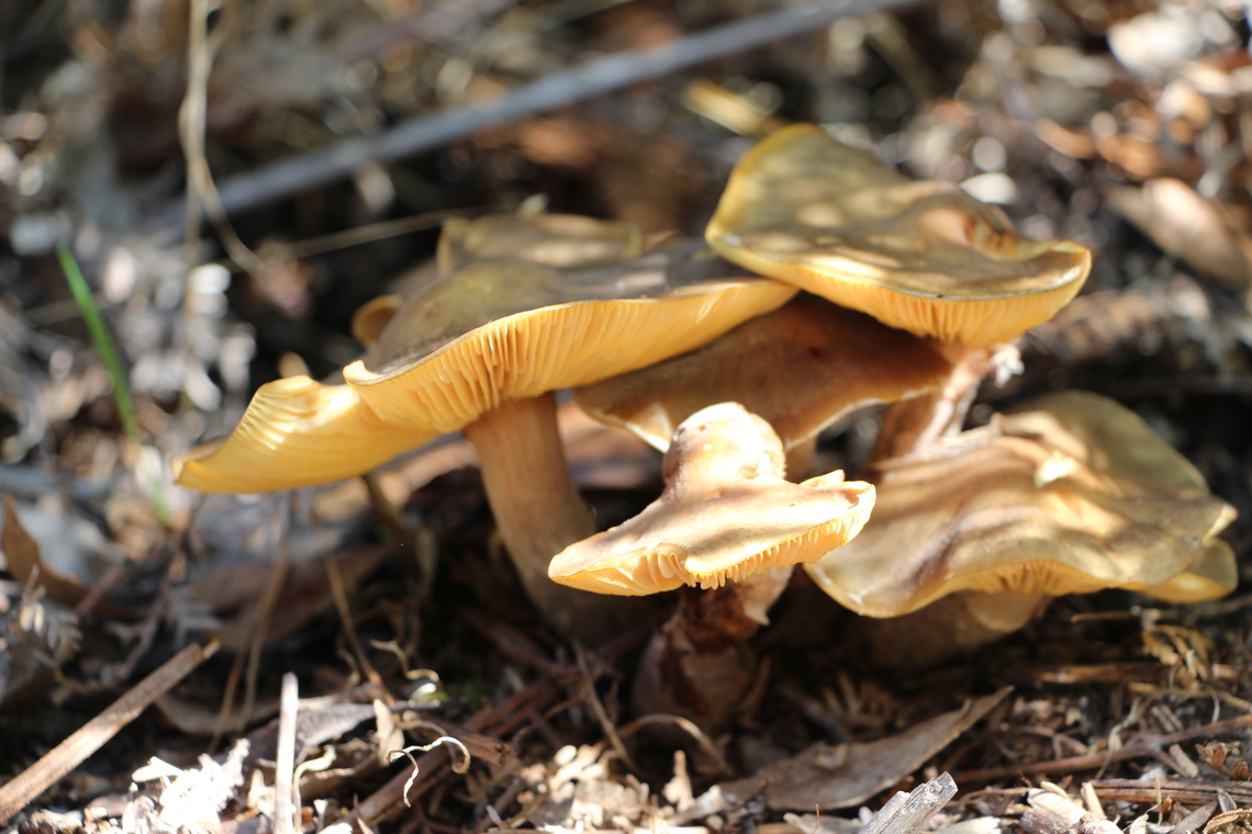 Fungi in genus-Armilarria  Australia,Eamw fungi,Fall,Geotagged