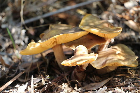 Fungi in genus-Armilarria  Australia,Eamw fungi,Fall,Geotagged