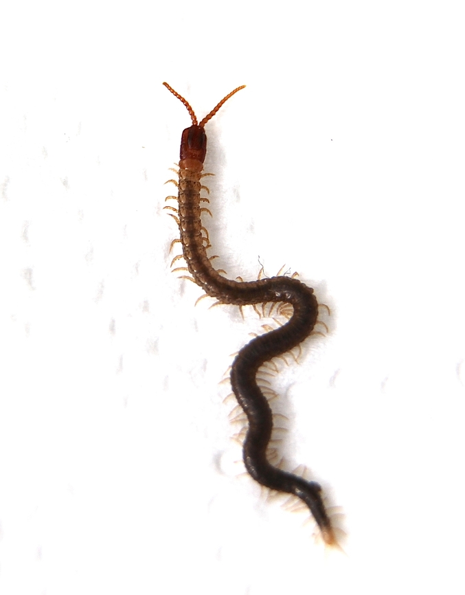 Compost centipede , genus - Geophilus  Australia,Eamw centipede,Fall,Geotagged