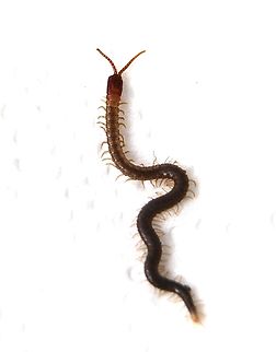 Compost centipede , genus - Geophilus  Australia,Eamw centipede,Fall,Geotagged