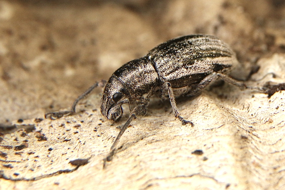 Naupactus leucoloma  Australia,Eamw weevils,Fall,Geotagged,Naupactus leucoloma