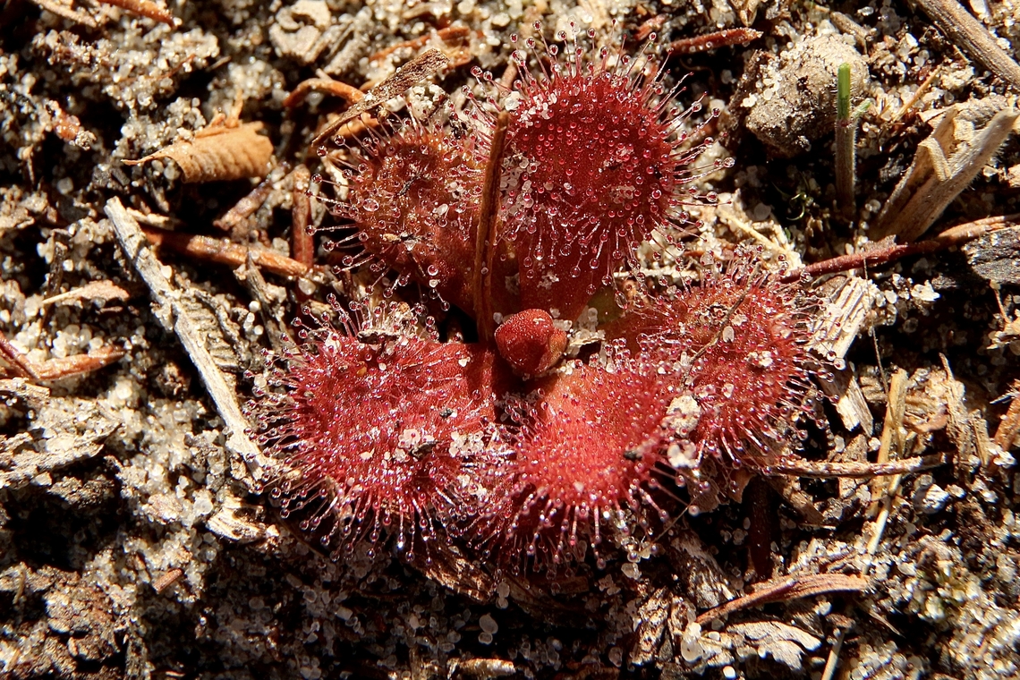 Whittaker’s Sundew - Drosera whittakeri Only small plants at this time in the year. Australia,Drosera whittakeri,Eamw flora,Eamw sundews,Fall,Geotagged,Whittaker's Sundew