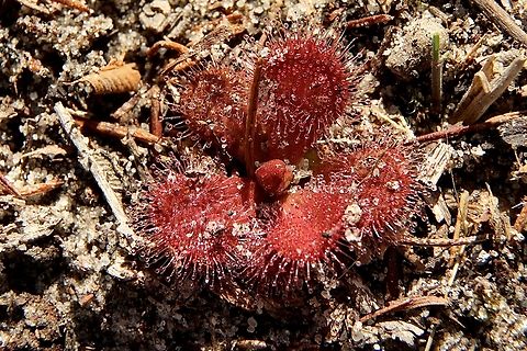 Whittaker’s Sundew - Drosera whittakeri Only small plants at this time in the year. Australia,Drosera whittakeri,Eamw flora,Eamw sundews,Fall,Geotagged,Whittaker's Sundew