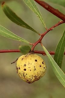 Golden-wattlebud-galling wasp, Trichilogaster signiventris Australia,Eamw galls,Fall,Geotagged,Golden wattle bud-galling wasp,Trichilogaster signiventris
