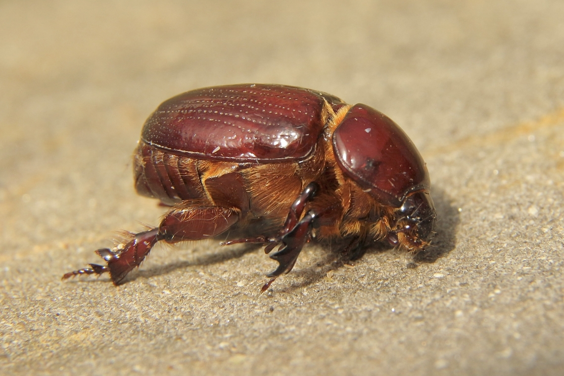 Carrot beetle - Tomarus gibbosus  Australia,Eamw beetles,Fall,Geotagged,Tomarus gibbosus