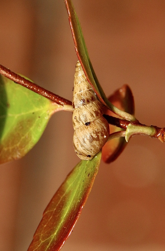 Pointed snail - Cochlicella acuta Approximately 10mm long, found all along coastal areas. Australia,Cochlicella acuta,Eamw terrestrial snails,Fall,Geotagged