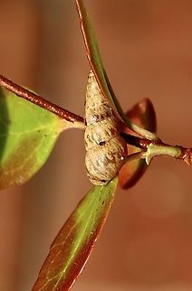 Pointed snail - Cochlicella acuta Approximately 10mm long, found all along coastal areas. Australia,Cochlicella acuta,Eamw terrestrial snails,Fall,Geotagged