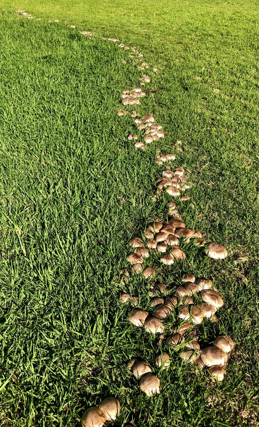 Yellow-staining mushroom - Agaricus xanthodermus Part of a fairy ring on a lawn . This section of the ring was about 5 meter.  Agaricus xanthodermus,Australia,Eamw fungi,Geotagged,Yellow-staining mushroom