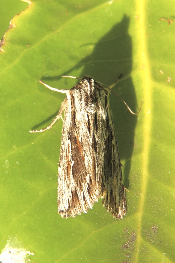 Southern Armyworm - Persectania ewingii  Australia,Eamw moth,Fall,Geotagged,Persectania ew,Persectania ewingii