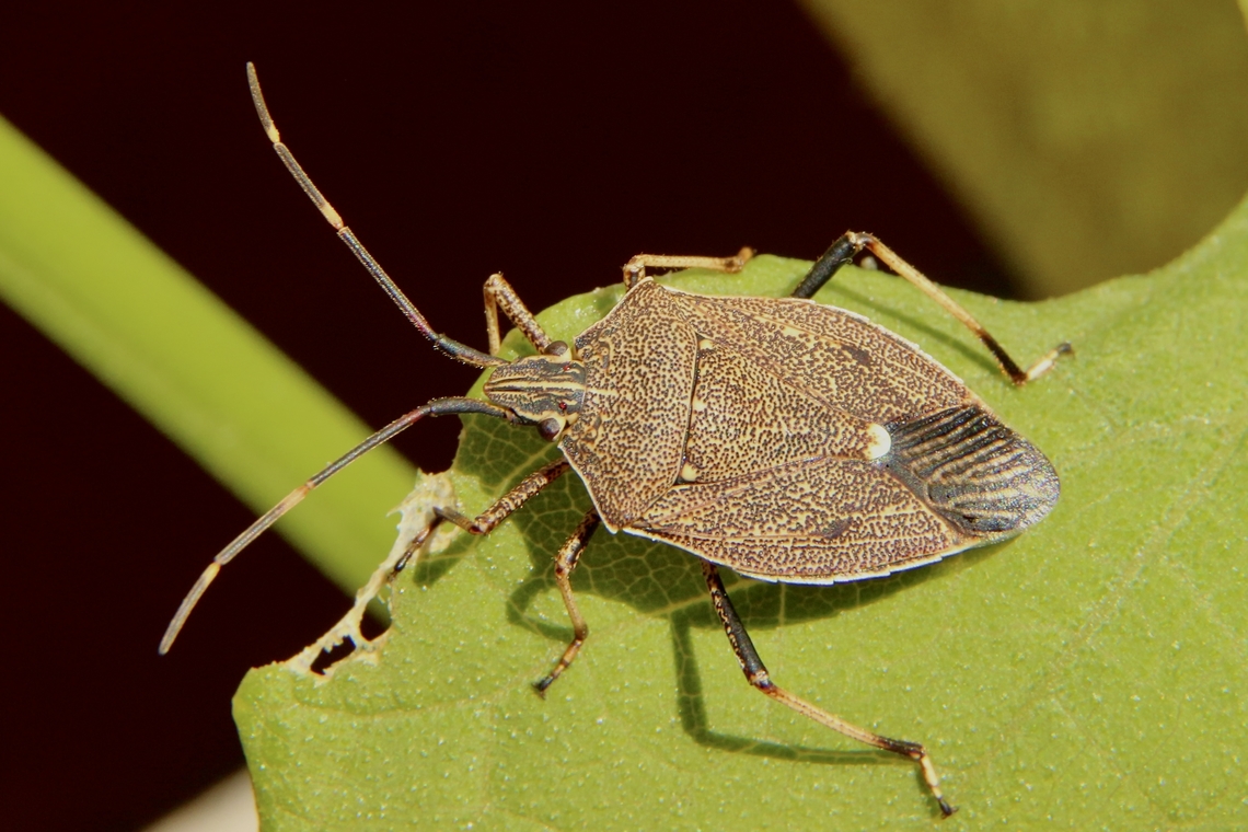 Stink bug species - Poecilometis strigatus  Eamw stink bugs,Poecilometis strigatus