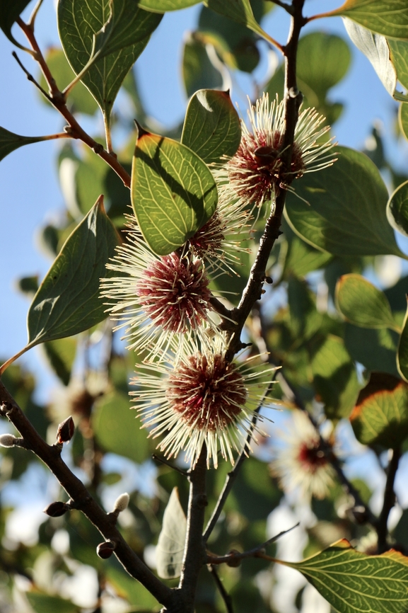 Sea urchin Hakea - Hakea petiolaris  Australia,Eamw flora,Fall,Geotagged,Hakea petiolaris,Sea urchin hakea