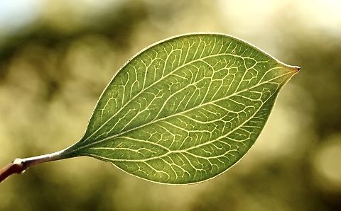 Leaf of Sea urchin Hakea - Hakea petiolaris  Australia,Eamw flora,Fall,Geotagged,Hakea petiolaris,Sea urchin hakea