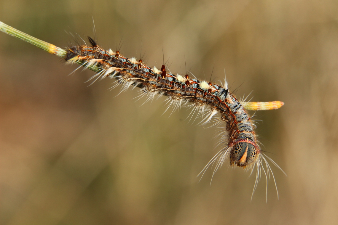 She-oak moth caterpillar- Pernattia pusilla  Australia ew,Eamw caterpillars,Eamw moth,Encounter Bay SA,May 2022,Pernattia ew Pernattia pusilla,SA AUST,She-oak moth