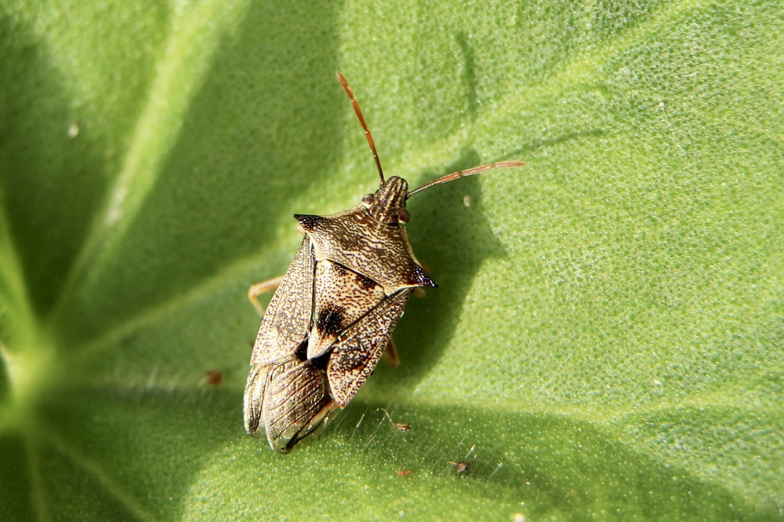 Schellenberg&rsquo;s soldier bug - Oechalia schellenbergii Found on casuarina tree.  Photographed on a different leaf then casuarina. Australia,Eamw shield bugs,Fall,Geotagged,Oechalia schellenbergii,Schellenberg's Soldier Bug