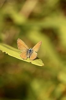 Double-spotted Line Blue - Nacaduba biocellata  Australia,Double-spotted Line Blue,Eamw butterflies,Fall,Geotagged,Nacaduba biocellata