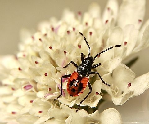 Harlequin Bug - Dindymus versicolor ( looks like 2nd instar)  Australia,Dindymus versicolor,Eamw cotton stained bugs,Fall,Geotagged,Harlequin Bug