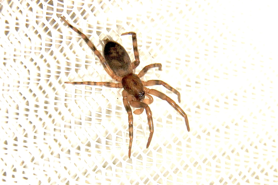 The Intruda spider - Intruda signata Approximately 8mm long. Found in a communal web-nest of a species of moth in the genus -Orthaga Australia,Eamw spiders,Fall,Geotagged,Intruda,Intruda signata