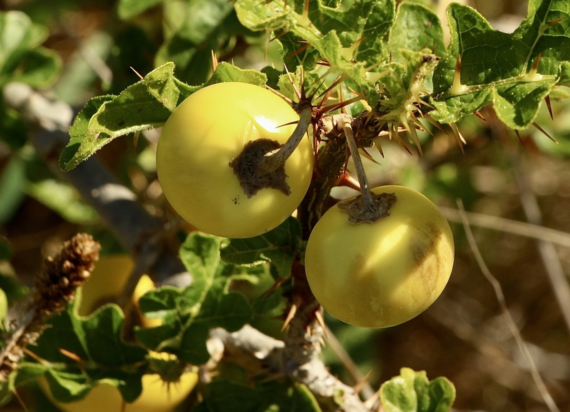 Devil&rsquo;s apple - Solanum linnaeanum A rather prickly plant. Australia,Eamw flora,Fall,Geotagged,Solanum linnaeanum