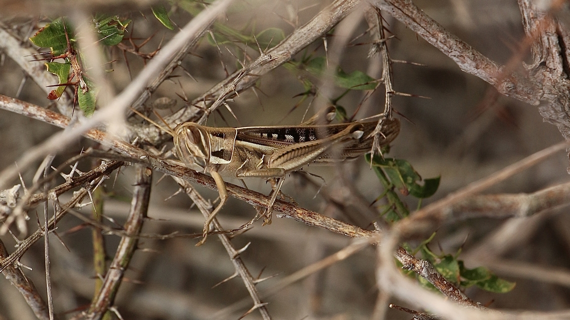 Spur- throated locust - Austracris guttulosa  Austracris guttulosa,Australia,Eamw grasshoppers,Fall,Geotagged,Spur-throated locust