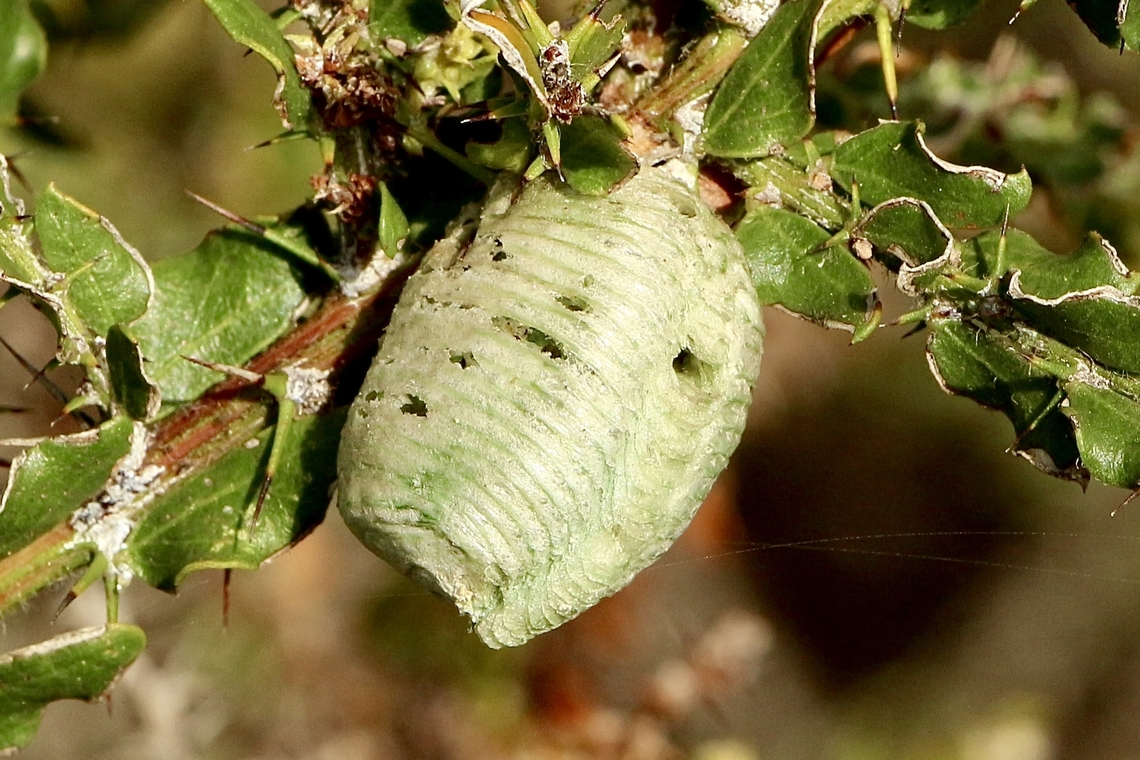 Ootheca from Mallee grass mantis - Archimantis sobrina  Archimantis sobrina,Australia,Eamw mantids,Fall,Geotagged