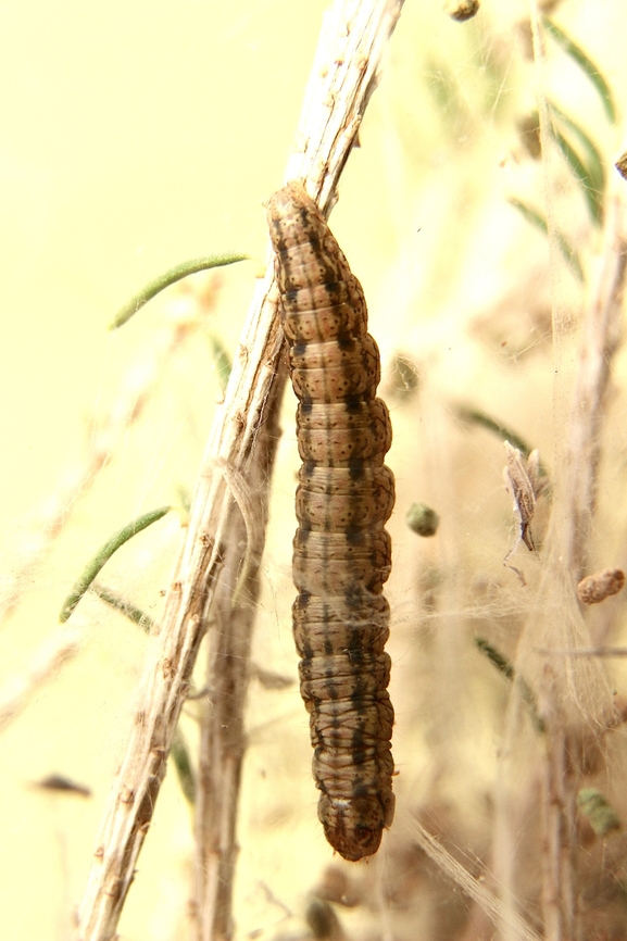 Tea tree web moth - Orthaga thyrisalis  Australia,Eamw caterpillars,Eamw moth,Encounter Bay SA,Fall,Geotagged,Orthaga ew,Orthaga thyrisalis