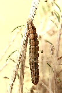 Tea tree web moth - Orthaga thyrisalis  Australia,Eamw caterpillars,Eamw moth,Encounter Bay SA,Fall,Geotagged,Orthaga ew,Orthaga thyrisalis