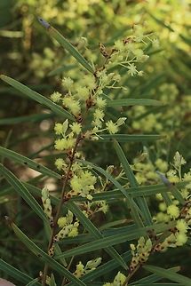 Flinders Ranges wattle - Acacia iteaphylla Acacia iteaphylla,Australia,Eamw flora,Fall,Flinders Range wattle,Geotagged