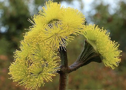 Red- capped gum - Eucalyptus erythyrocory A beautiful small eucalyptus tree ,commonly used for ornamental plantings. Australia,Eamw eucalyptus,Eamw flora,Eucalyptus erythrocorys,Fall,Geotagged,Illyarrie