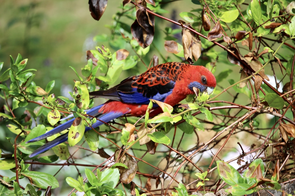 Crimson rosella - Platycercus elegans  Australia,Birds Metang,Crimson rosella,Geotagged,Platycercus elegans,Summer,eamw birds