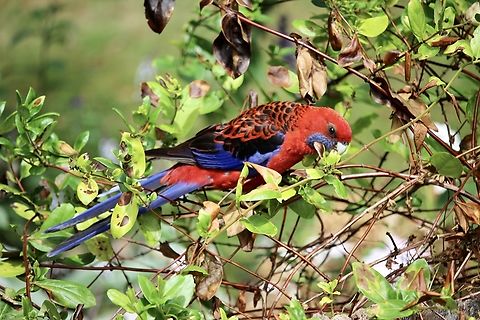 Crimson rosella - Platycercus elegans  Australia,Birds Metang,Crimson rosella,Geotagged,Platycercus elegans,Summer,eamw birds