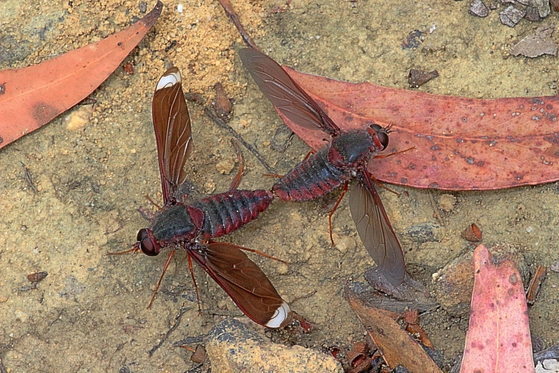 Bee-fly in genus Comptosia - possibly Comptosia heliophila A pair mating- don&rsquo;t know which one is the male or female Australia,Comptosia heliophila,Comptosia insignis,Eamw bee flies,Geotagged,Spring