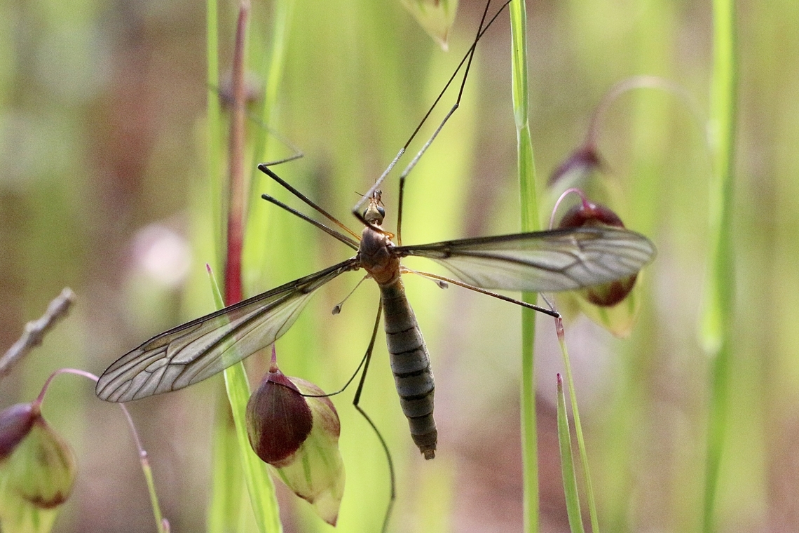 Species of crane fly  -  Genus Leptotarsus  Australia,Eamw crane flies,Geotagged,Spring