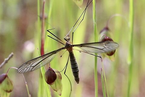 Species of crane fly  -  Genus Leptotarsus  Australia,Eamw crane flies,Geotagged,Spring