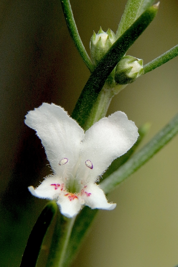 Genus - Prostanthera Ornamental plantings in public park. Australia,Eamw flora,Fall,Geotagged