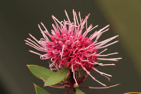 Genus - Hakea Not sure of species. Doesn&rsquo;t look like pin cushion Hakea Australia,Eamw flora,Fall,Geotagged
