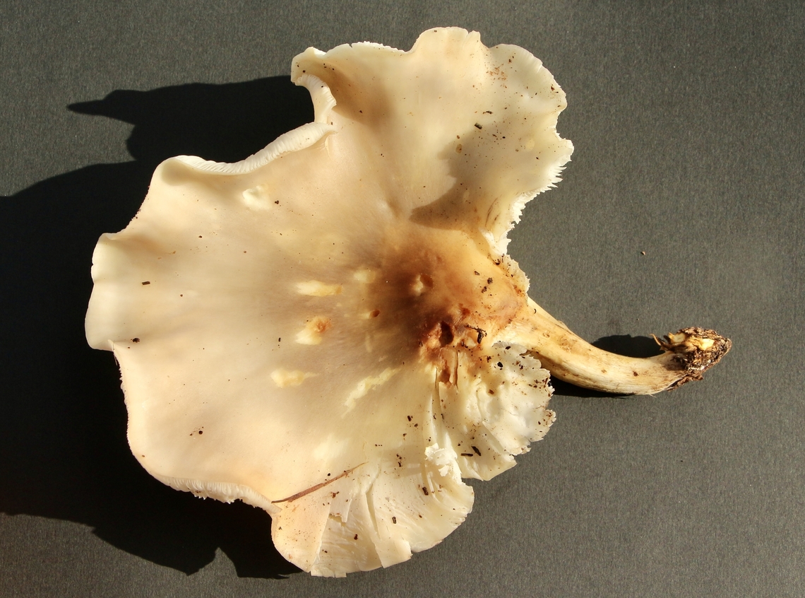 Fungi in Genus Pleurotus.  ((Oyster mushroom) Growing on dying Dodonaea bush Australia,Eamw fungi,Fall,Geotagged