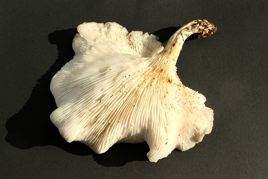 Fungi in genus Pleurotus (Oyster mushroom) Gill Formation ,growing on dying Dodonaea bush Australia,Eamw fungi,Fall,Geotagged