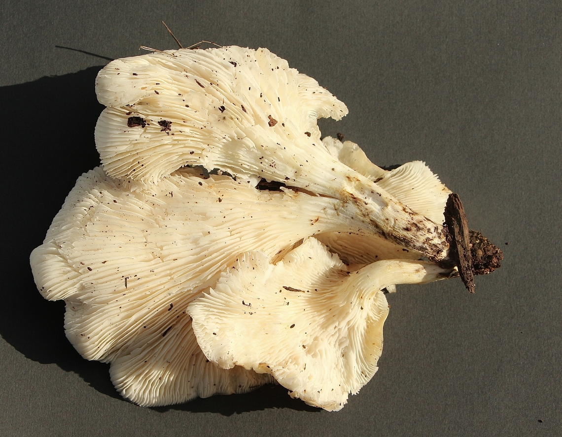 Underside of a cluster of oyster mushrooms in genus Pleurotus  Australia,Eamw fungi,Fall,Geotagged