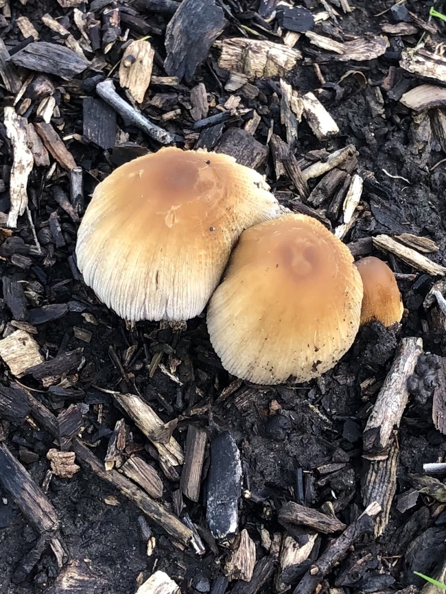 Mica cap - Coprinellus micaceus  Australia,Coprinellus micaceus,Eamw fungi,Geotagged