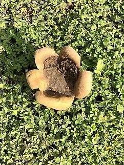 Earthball - Genus Scleroderma  Australia,Eamw fungi,Geotagged