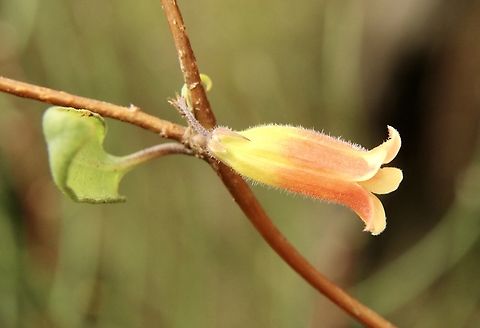 Orange Bell- Climber - Marianthus bignoniaceus  Australia,Eamw flora,Fall,Geotagged,Marianthus bignoniaceus,Orange Bell-Climber