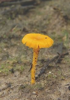 Lichenomphalia chromacea) Growing in sandy heath habitat after autumn rain. Approximately 40 mm high and a cap diameter of around 15 t0 20 mm Australia,Eamw fungi,Fall,Geotagged,Lichenomphalia chromacea,Lichenomphalia chromacea),Lichenomphalia umbellifera