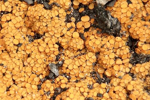 Charcoal cups - Anthracobia muelleri Found them only around burned grass trees. Anthracobia muelleri,Australia,Eamw fungi,Fall,Geotagged