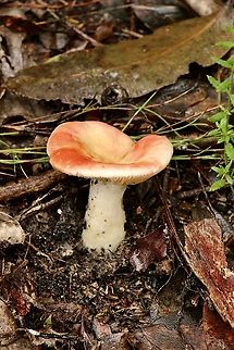 Russula clelandii  Australia,Eamw fungi,Fall,Geotagged,Russula clelandii