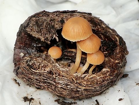Genus - Galerina Found growing in a decaying gum nut in a nature strip . The largest of the little mushrooms was approximately 20 mm tall. Australia,EW Galerina,Eamw fungi,Fall,Geotagged